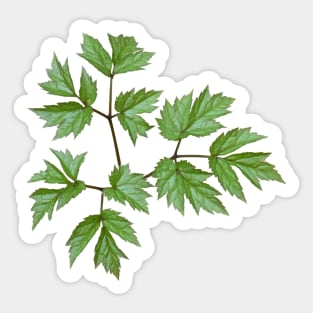 Green Leaf Sticker